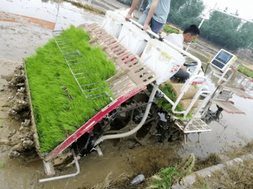 水稻機(jī)械插秧同步側(cè)深施肥 技術(shù)革新引領(lǐng)節(jié)肥省工新篇章