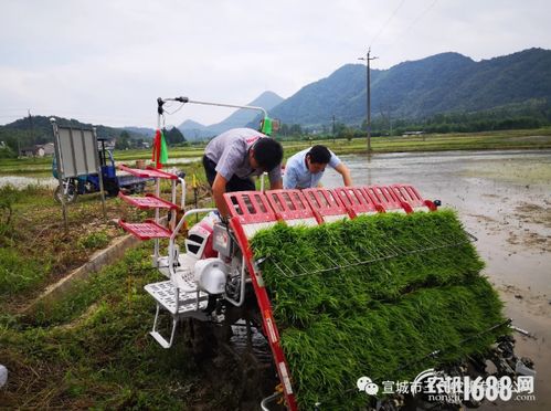 機(jī)械插秧側(cè)深施肥 探索科學(xué)種田新模式